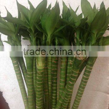 Lucky Bamboo Dracaena Sanderiana Lotus Bamboo photo-2
