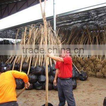 lagerstroemia indica packing