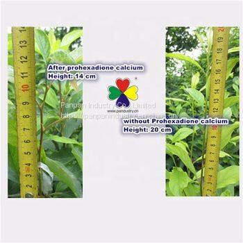 Agriculture Plant Growth Inhibitor Best Product Prohexadione Calcium 20wg Good Price photo-3
