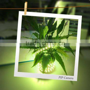 New Light SMD5050 DC12V/24V Rgbw Wireless Bendable Led Strip Light photo-3