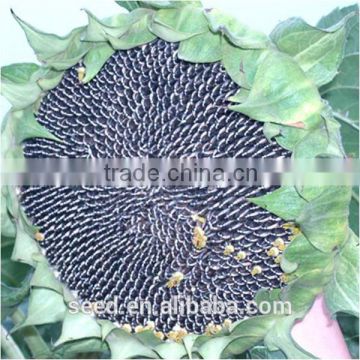 f1 hybrid sunflower seeds for planting S809