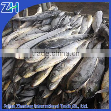 1.5kg up sea frozen Mahi Mahi fish for sale