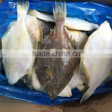 2016 Best frozen Plaice/falatfish for market