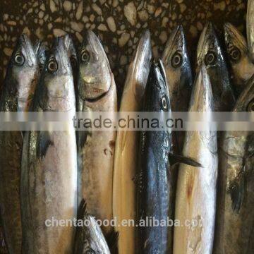 Frozen spanish mackerel fish for sale