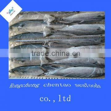 Frozen mackerel spanishi mackerel rongcheng seafood