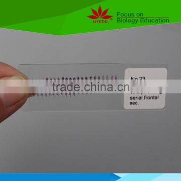 Individual slides you can choose from Microscope Prepared Slides ,Frog Embryology Slides, Tadpole Prepared Slides