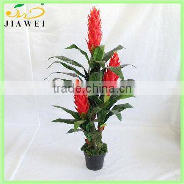 wholesale indoor potted flower tree