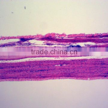 human medical histology prepared slides for microscopes