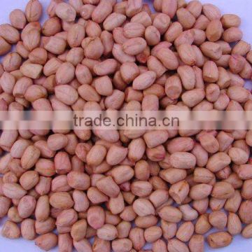 Groundnut