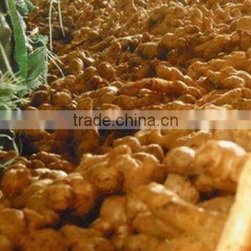 Ginger Viet Nam 2014 photo-2