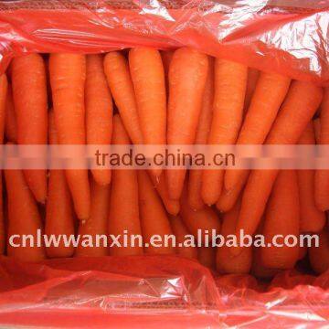 supply 2011 fresh carrot from China