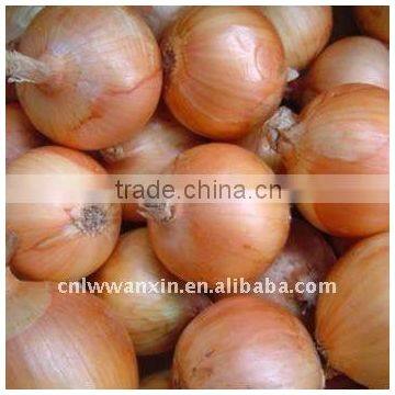 Fresh onion price in October