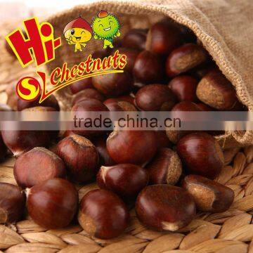 Hot Sale Hebei New Crop Fresh Chestnut Nuts photo-3