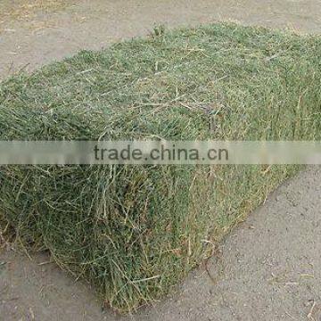 Grass hay bale, Rhode hay bale, dry hay bale, hay for animal feeding, hay bale