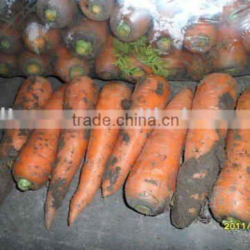 2011 new fresh market carrots