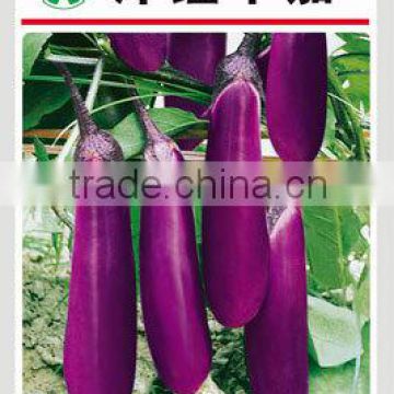 Magenta Early Mature Eggplant Seeds For Sale