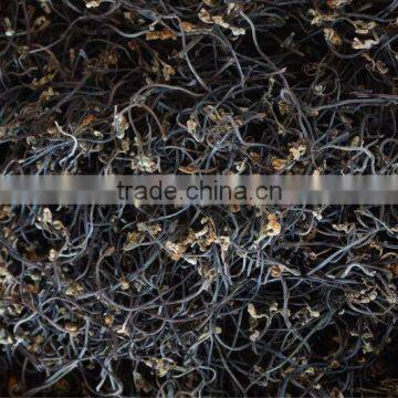 Wild Bracken photo-2