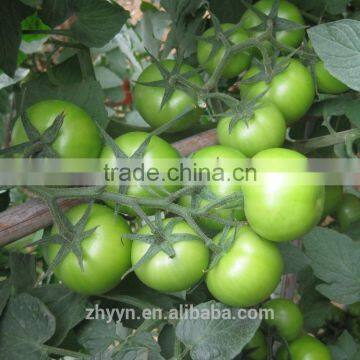 Zhongyan Hong No.2 Tomato Seed High Yield photo-5