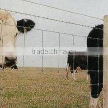 Field fence for cattle with galvanized wire