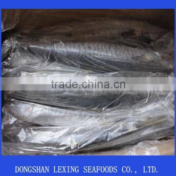 Spanish Mackerel photo-2