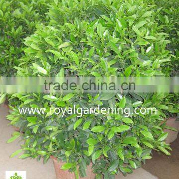 Stephanotis Floribunda (Madagascar Jasmine, Waxflower, Hawaiian Wedding Flower) photo-2