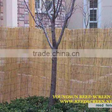 Reed Fence photo-5