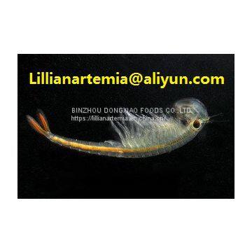 Aibi Lake artemia Cysts High Hatching Rate