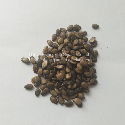 Red Flesh f1 Hybrid Watermelon Seeds photo-5