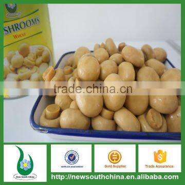 Wholesale canned food mushroom in tin with HALAL HACCP certificates