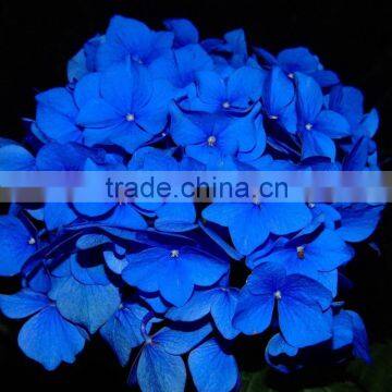 Wide Variety New Arrival Apple Hydrangea Wreath photo-4