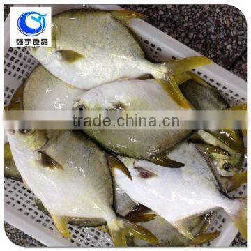 wholesale fishing frozen golden pompano fish