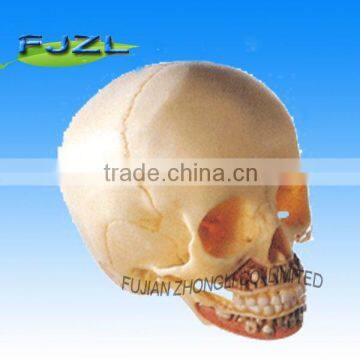 high quality Educational pvc Skull, Infant Skull Model