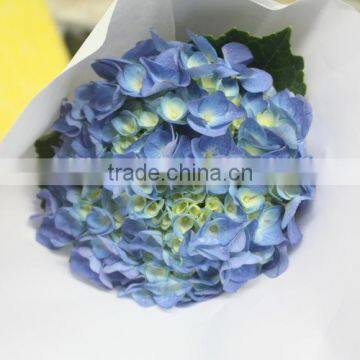 Good smell new coming wedding decoration hydrangea flower