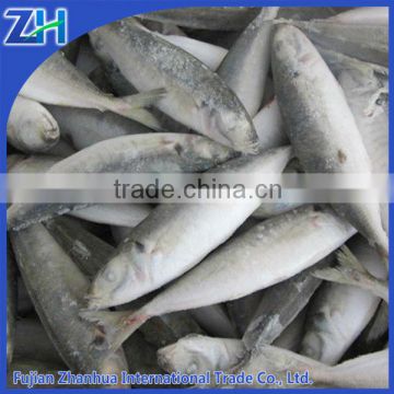 Frozen whole round scad, blue scad canning factory fish