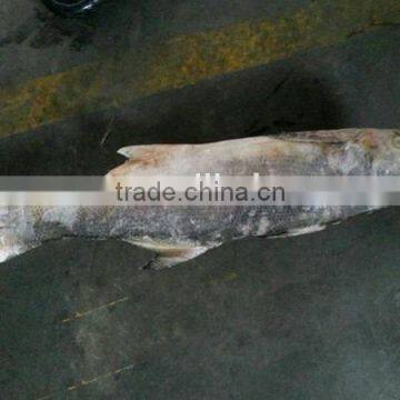 frozen king threadfin fish