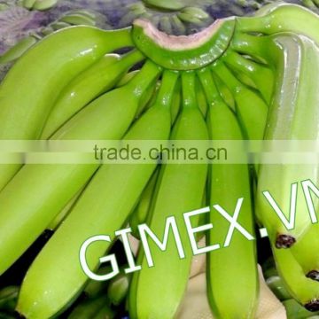 Cavendish banana new havest 2016