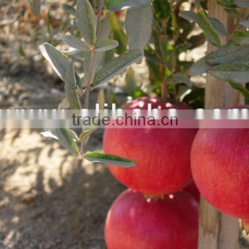 Fresh Egyptian Pomegrenate