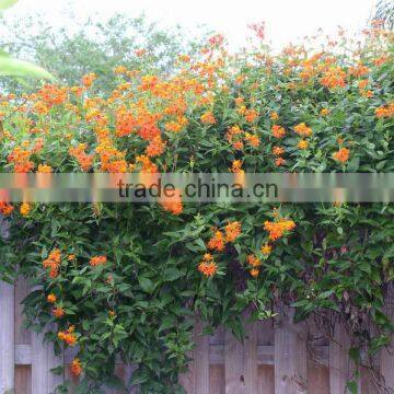 Senecio confusus Senecio Orange Mexican Flame Vine