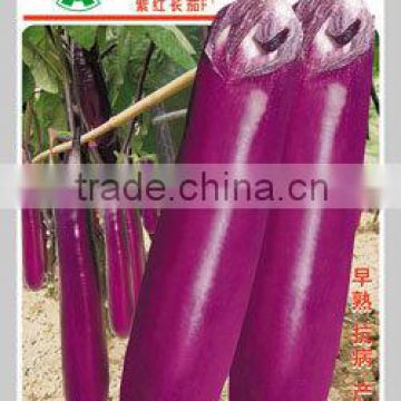 Hybrid Eggplant Seeds--Early Mature Hot Resistance Purple Red Eggplant No.2