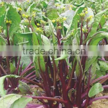 Hot Sale good quality No. 3 Colorful Purple Flower Chinese Cabbage F1-Flower Chinese Cabbage