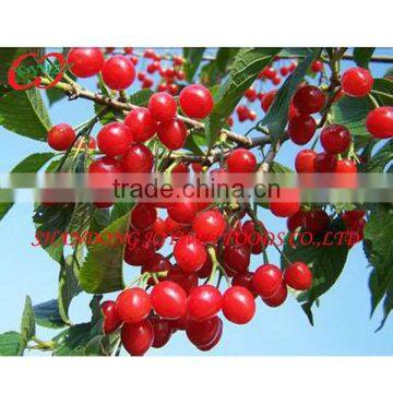 New crop frsh fruit canned cherry in syrup supplier hot sell