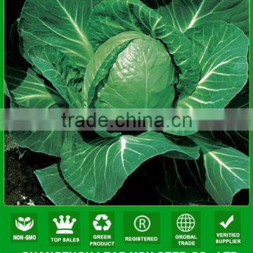 C40 ZG no.11 early maturity f1 hybrid 50 days round cabbage seeds