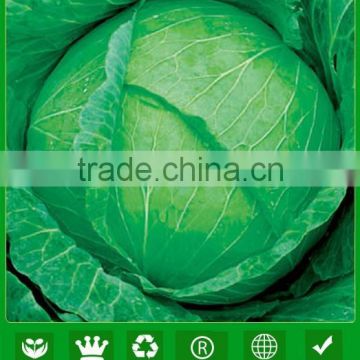 NC39 Biande Chinese green flat cabbage seeds, quality cabbage seeds