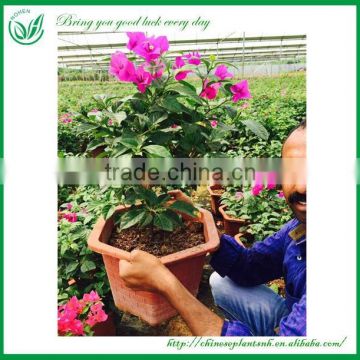 Flowering Bonsai Bougainvillea