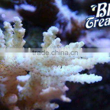 Wholesale good quality led aquarium light for coral