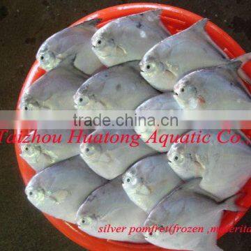 seafood and cooked frozen silver pomfret fish