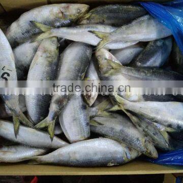 Cheap sardine sea fish