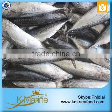 Carton or Woven Bag Packed 18 Months Shelf Life Bonito Exporting photo-6