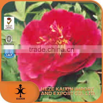 easy to handle competitive price white pure natural peony root extract