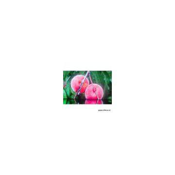 Sell LED Indoor Display